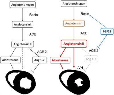 The Effect of FGF23 on Cardiac Hypertrophy Is Not Mediated by Systemic Renin-Angiotensin- Aldosterone System in Hemodialysis